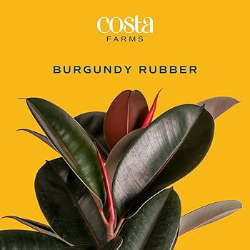 Costa Farms Burgundy Rubber Plant, Live Indoor Ficus Elastica Tree, Live Indoors Houseplant in D... | Amazon (US)