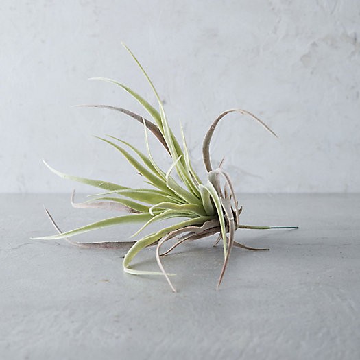 Faux Tillandsia, Small | Terrain