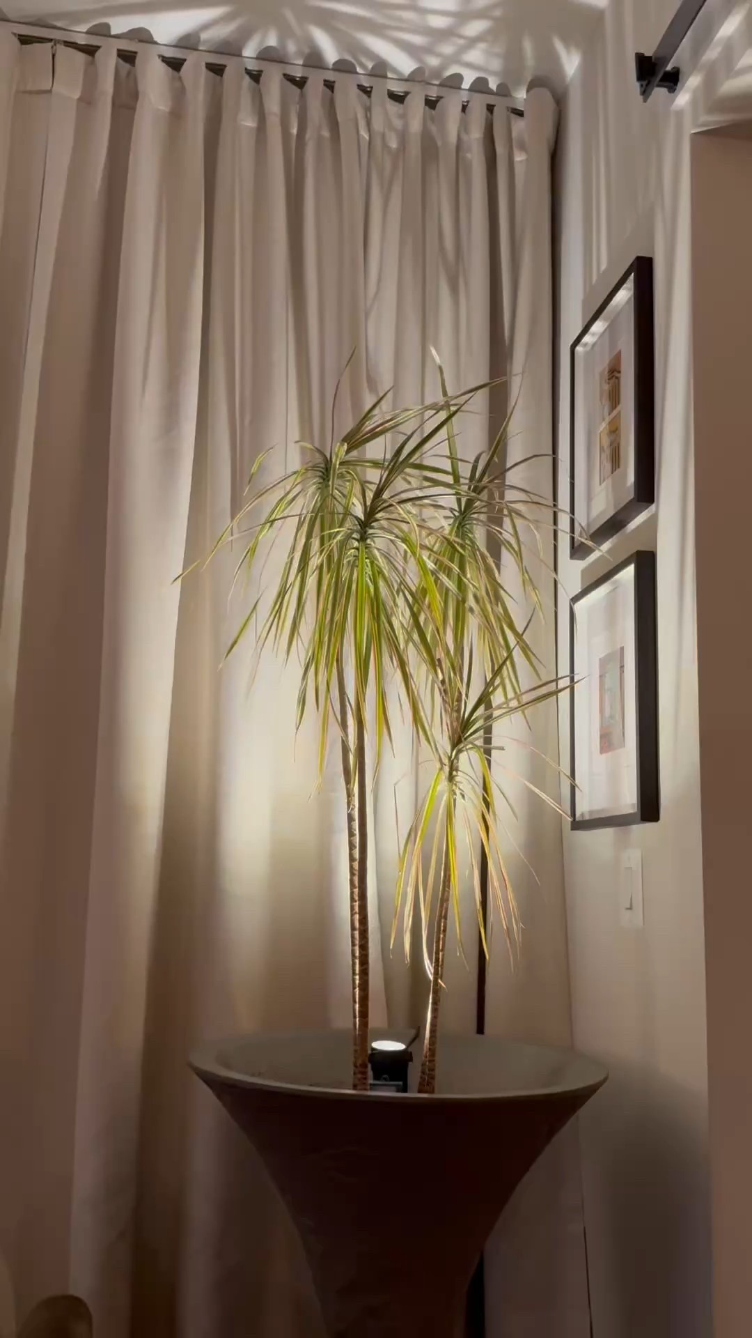 building my plant collection 🪴 

#LTKHome