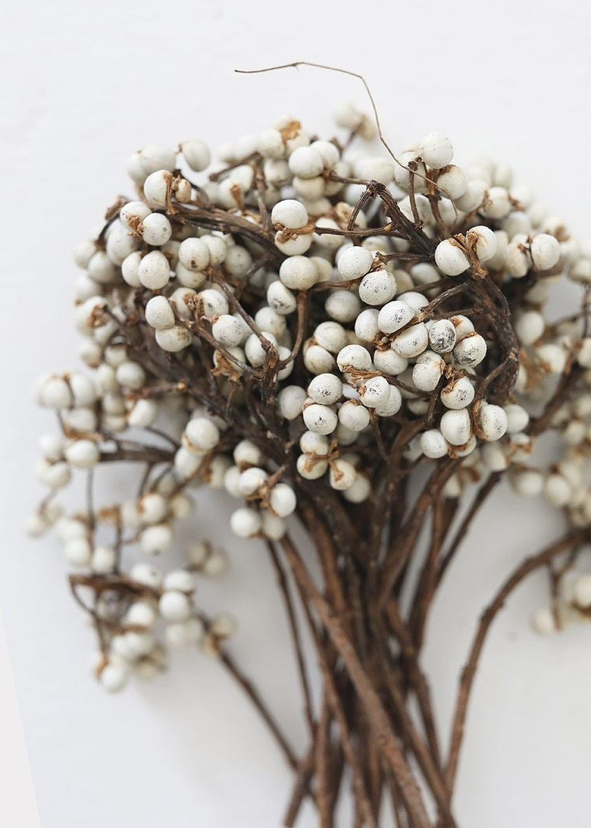 White Natural Dried Tallow Berries - 6-8 | Afloral (US)