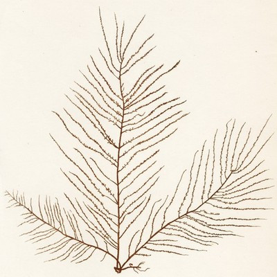 1797 JAMES SOWERBY SEAWEEDS, Hand-Colored Copperplate Engraving, No. 2326 | eBay US