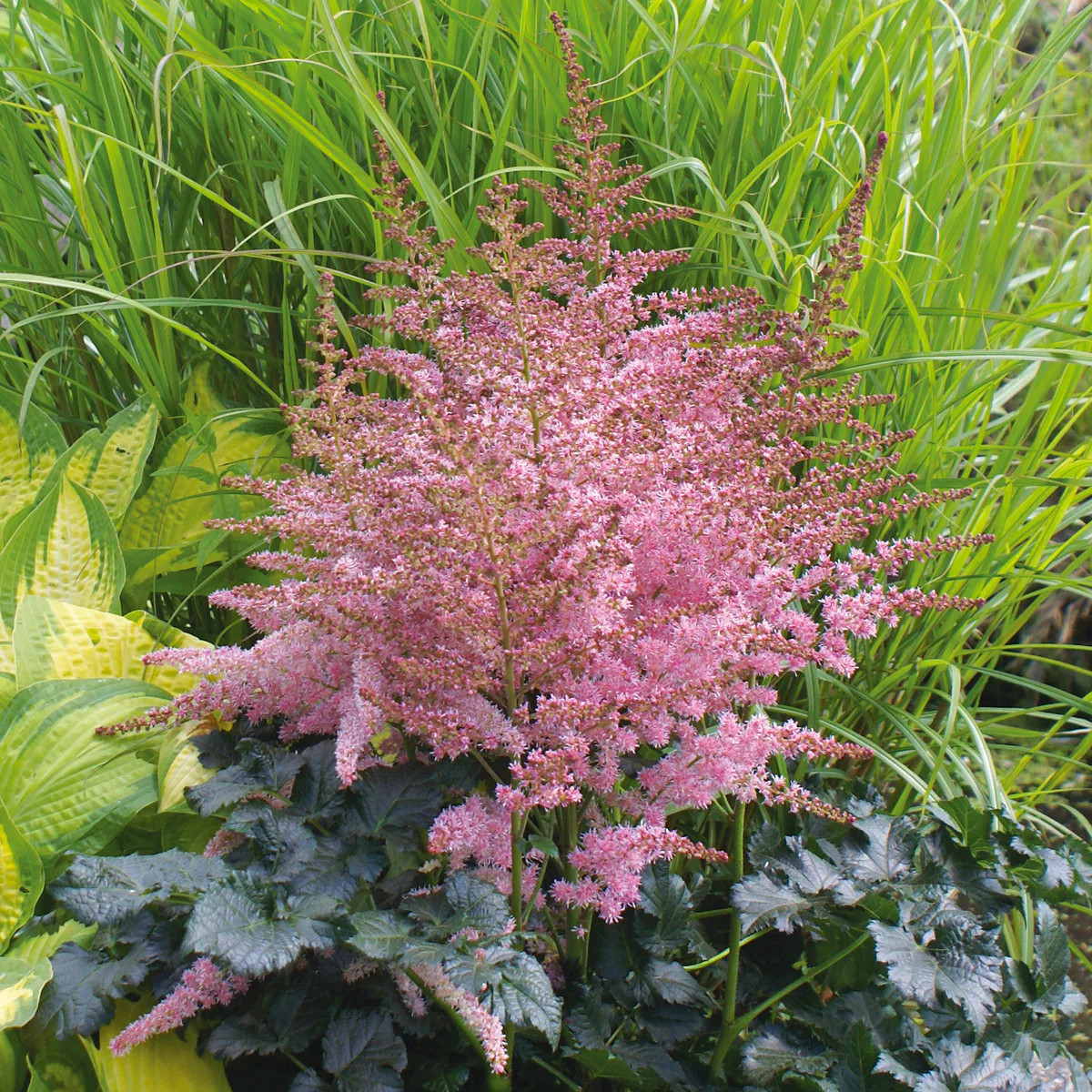 Van Zyverden Astilbe Chocolate Kiss Bulbs 5 Count one_size | 83834 | Lowe's