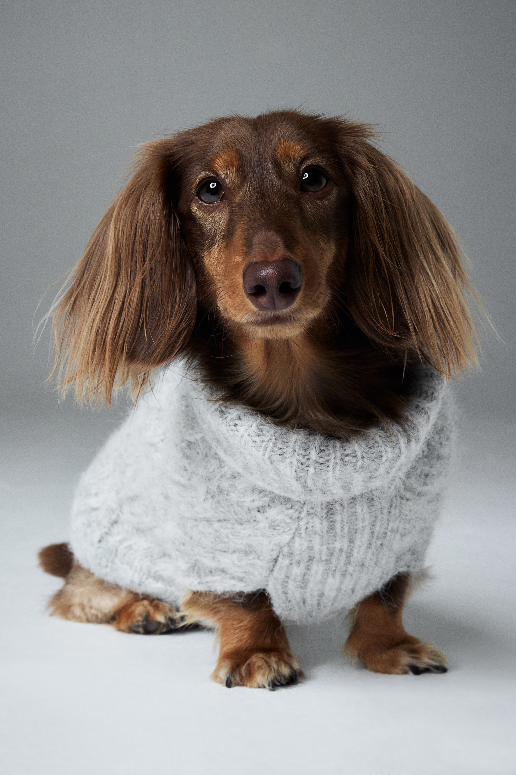 Cable-Knit Dog Sweater | H&M (US + CA)