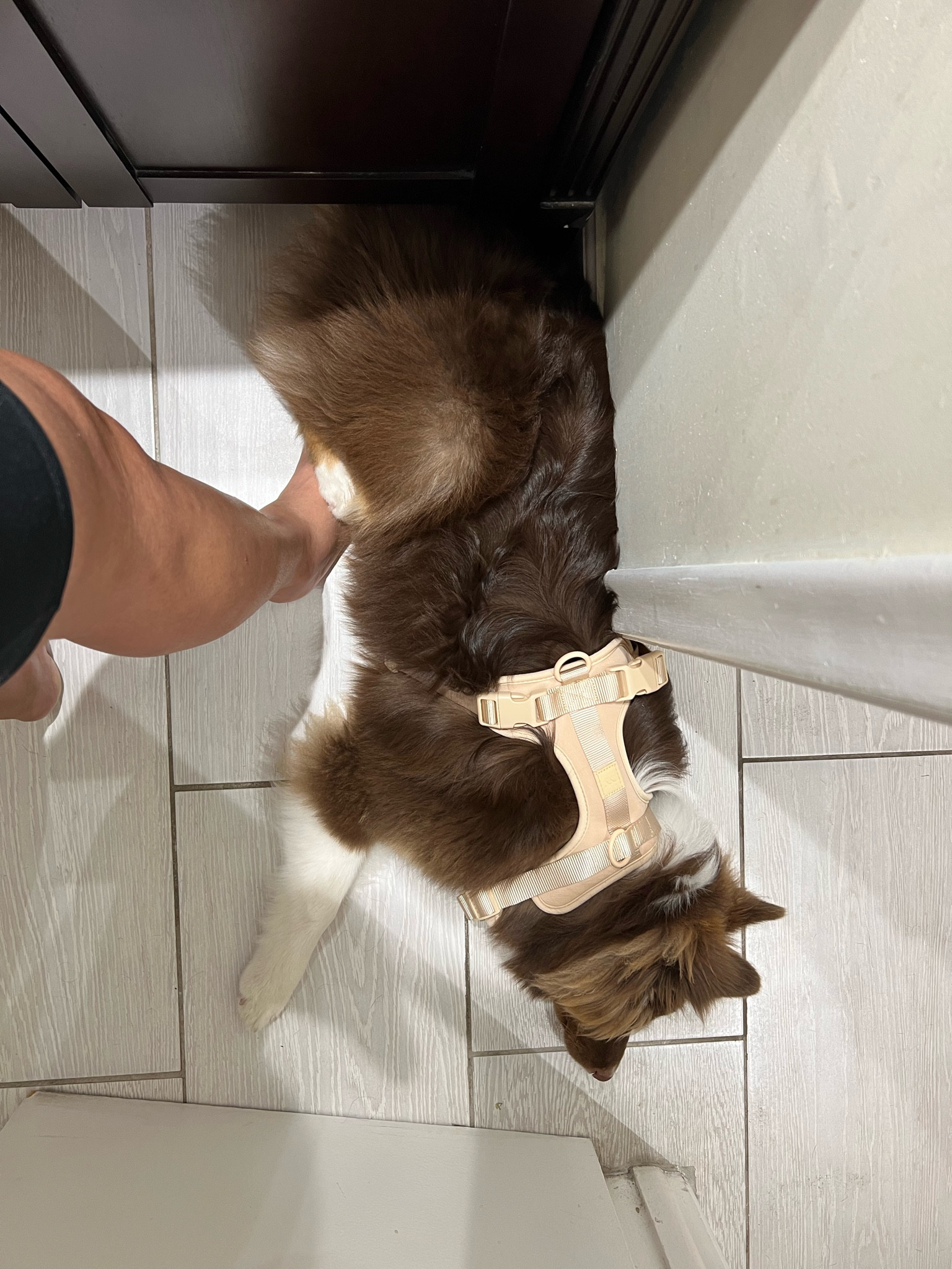 glued to me 24/7

#aussie #australianshepherd #dogs #puppies #wigglebutt 