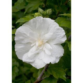 1 Gal. White Chiffon Rose of Sharon (Hibiscus) Live Shrub, White Flowers | The Home Depot