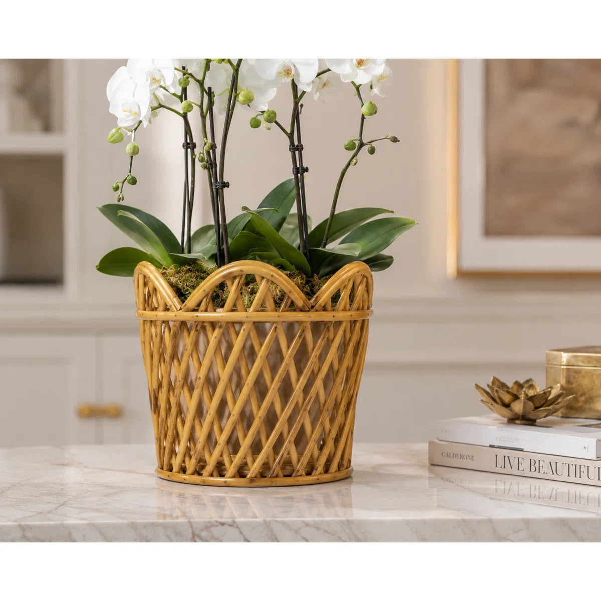 Natural Round Scalloped Lattice Rattan Planter, Medium | Wayfair North America