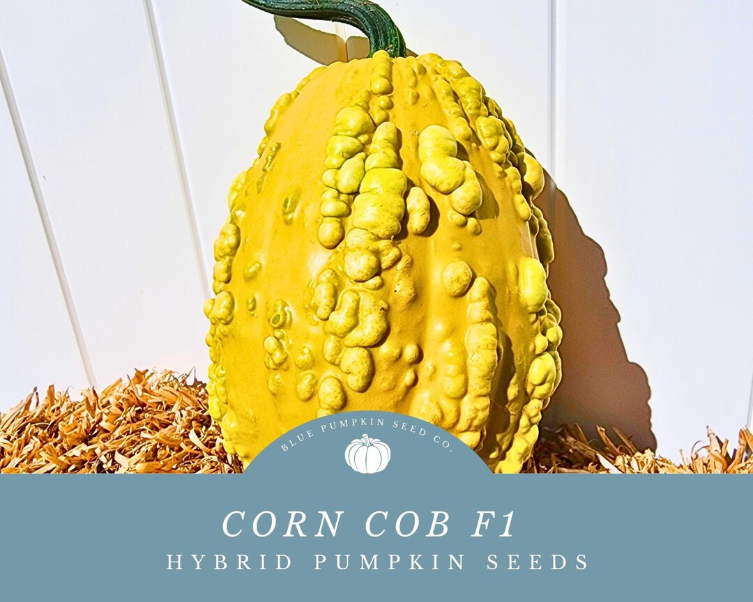 Corn Cob F1 Pumpkin Seeds: Rare Hybrid Pumpkin That Resembles A Corn Cob! - Intermediate Powdery ... | Etsy (US)
