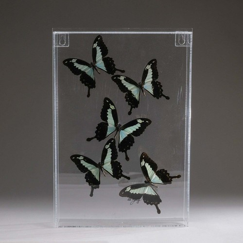 Genuine Butterflies in Acrylic Shadow box  | eBay | eBay US