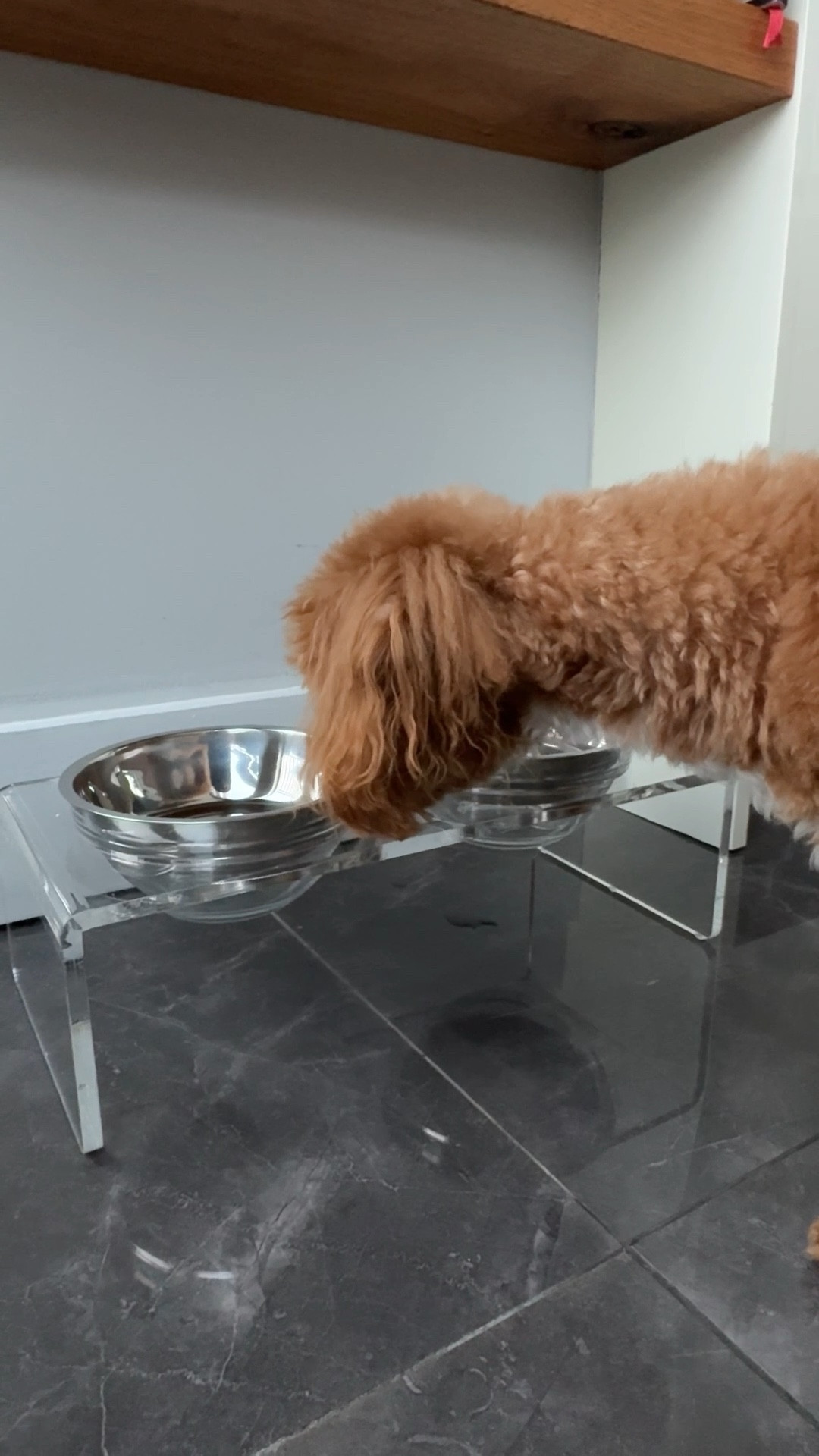 Upgraded my dog’s food & water bowls with this sleek, modern Elevated  Pet Feeder. Comes with both stainless steel & clear glass bowls.

#LTKFindsUnder50