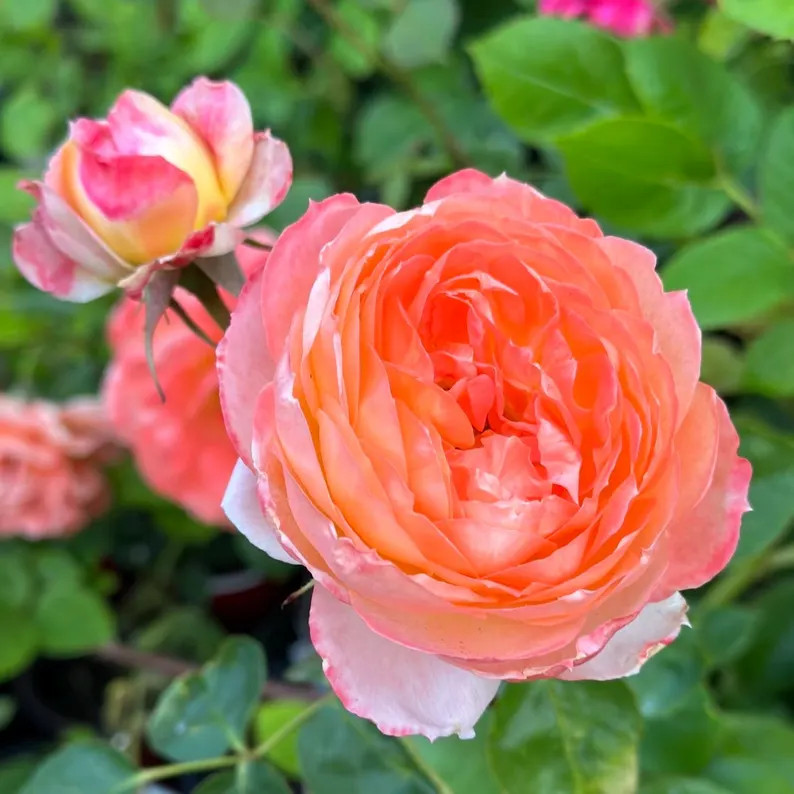 Rose Princess Aiko | Etsy (US)