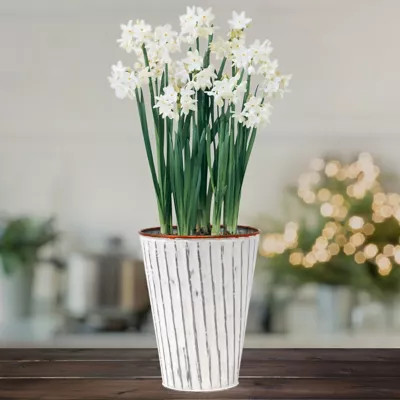 Van Zyverden Paperwhite Narcissus Plant Kit with White Chalk Metal Cachepot, 4 Bulbs | Tractor Supply