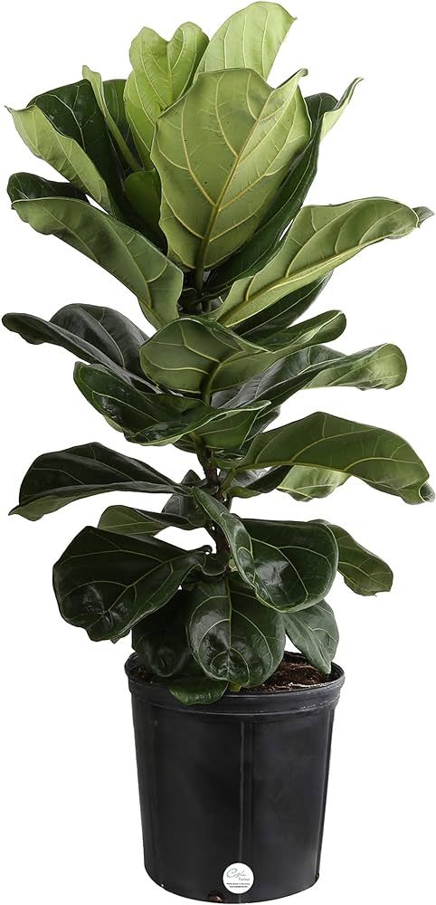Costa Farms Live Ficus Lyrata, Fiddle-Leaf Fig, Indoor Tree, 3-Feet Tall, Ships in Grower Pot, Fr... | Amazon (US)