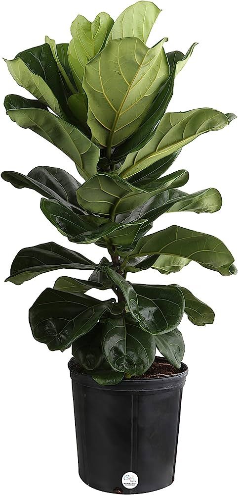 Costa Farms Live Ficus Lyrata, Fiddle-Leaf Fig, Indoor Tree, 3-Feet Tall, Ships in Grower Pot, Fr... | Amazon (US)