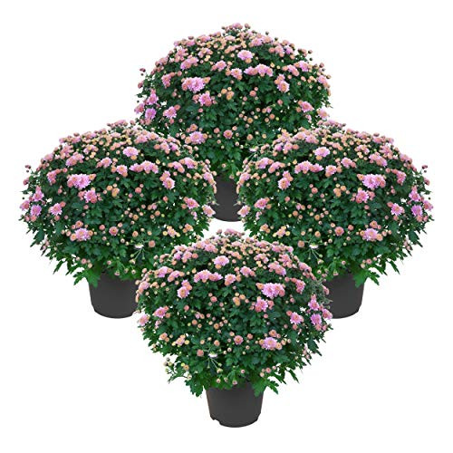 Live Flowering Hardy Chrysanthemum - Pink (4 Plants Per Pack), Beautiful Fall Color, 14" Tall by 12" Wide in 3 Quart Pot | Amazon (US)