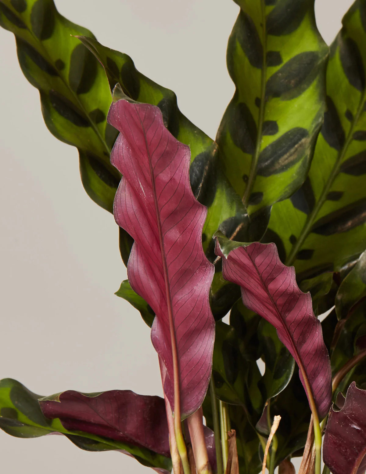 Calathea Rattlesnake | The Sill
