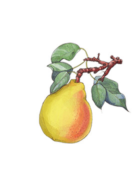 English Pear & Freesia Cologne | Jo Malone London | United States E-commerce Site - English | Jo Malone (US)