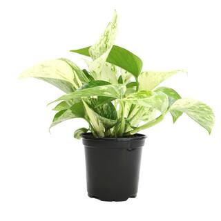 ALTMAN PLANTS Marble Queen Pothos (Epipremnum aureum) Indoor Houseplant in 4.25 in. Grower Pot 08... | The Home Depot
