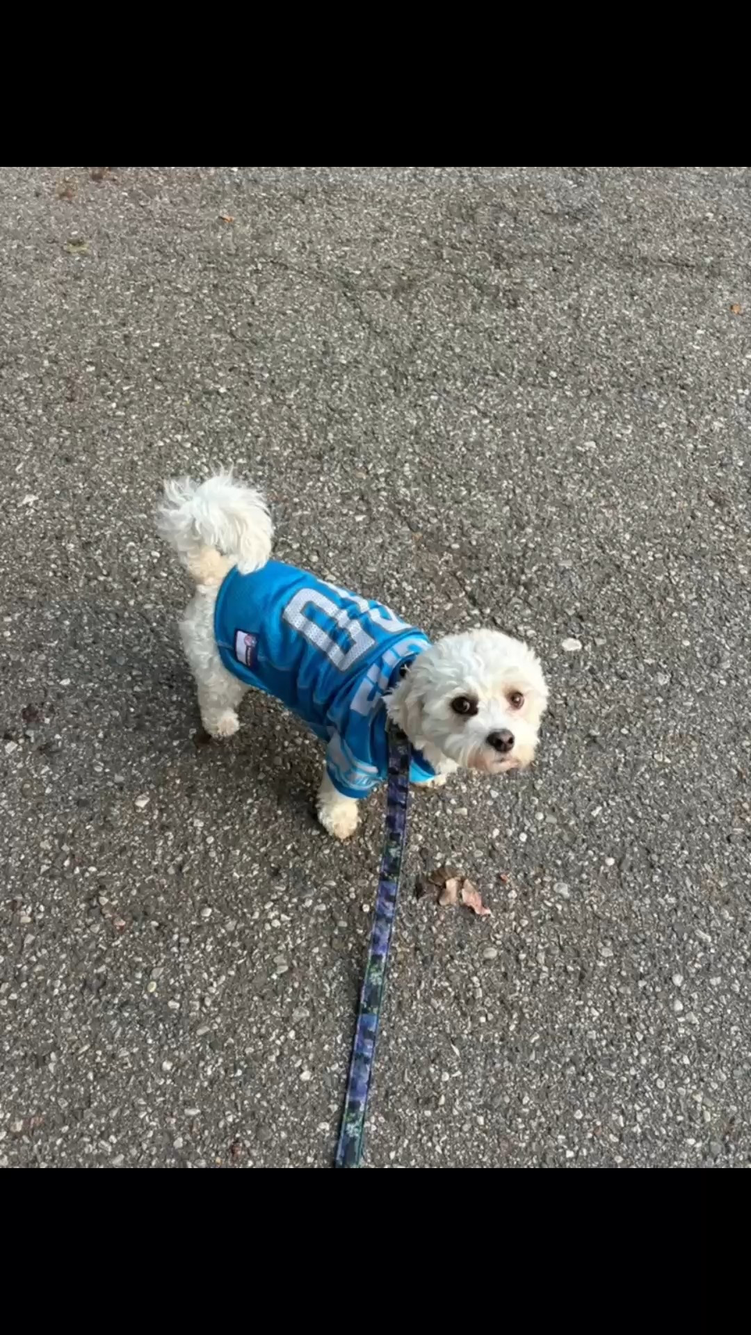 My dog Olive loves her Detroit Lions jersey and she always gets so many compliments on it. She is 13 pounds and is wearing a medium. 
Grab one for your pet,… And who is your favorite football team? 🤔 🏈 

#LTKPets