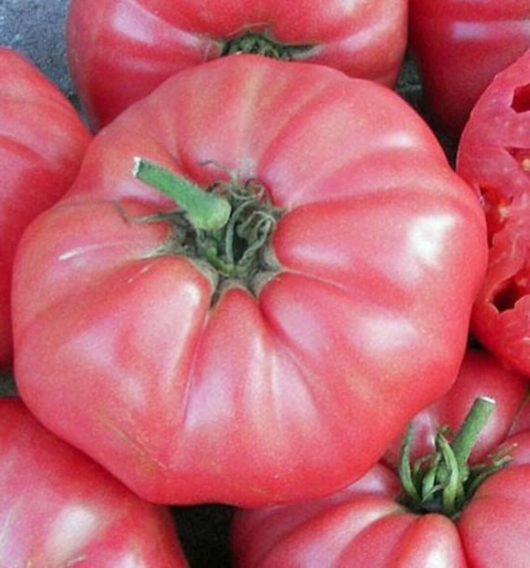 Giant Belgium Pink Tomato Seeds | Heirloom | Organic | Etsy (US)
