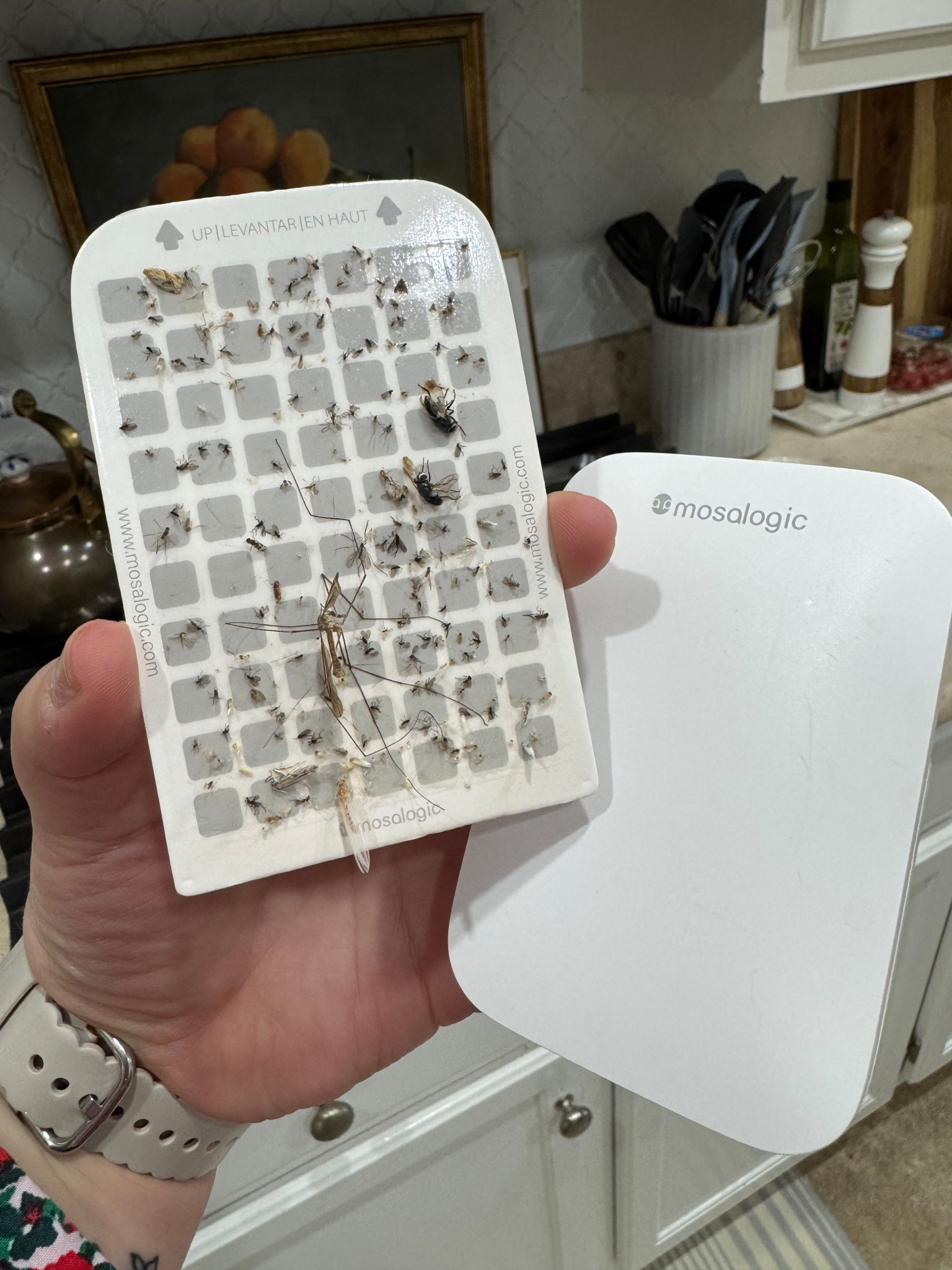 These have become a staple in our house for obvious reasons— especially now that it’s spring, more and more buggy friends are out and these do a great job catching them without breaking the bank! If plugs into an outlet and you can put them anywhere (we keep this one in our kitchen)

#LTKHome #LTKSeasonal