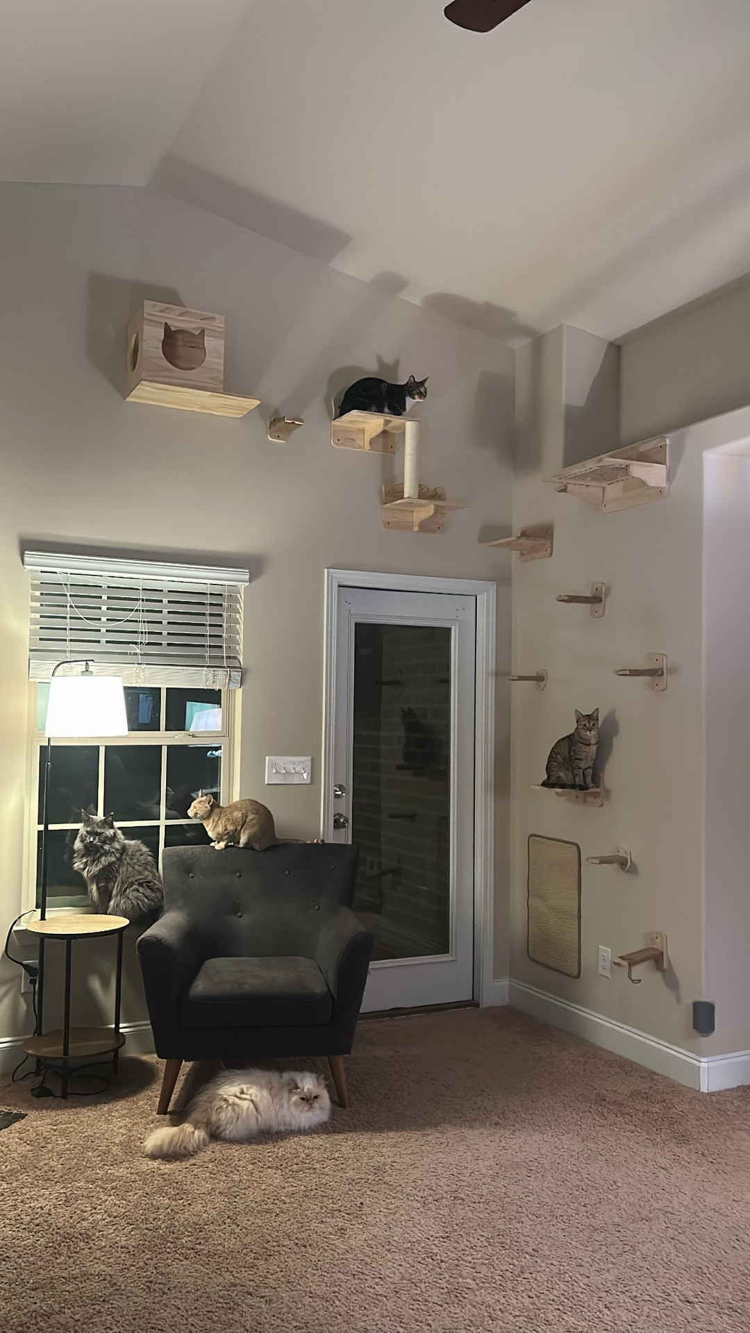 Cat shelves are so fun for cats to interact with!! & Fun for you too! #LTKpets #LTKpetcare #LTKcats #LTKcatcare

#LTKHome