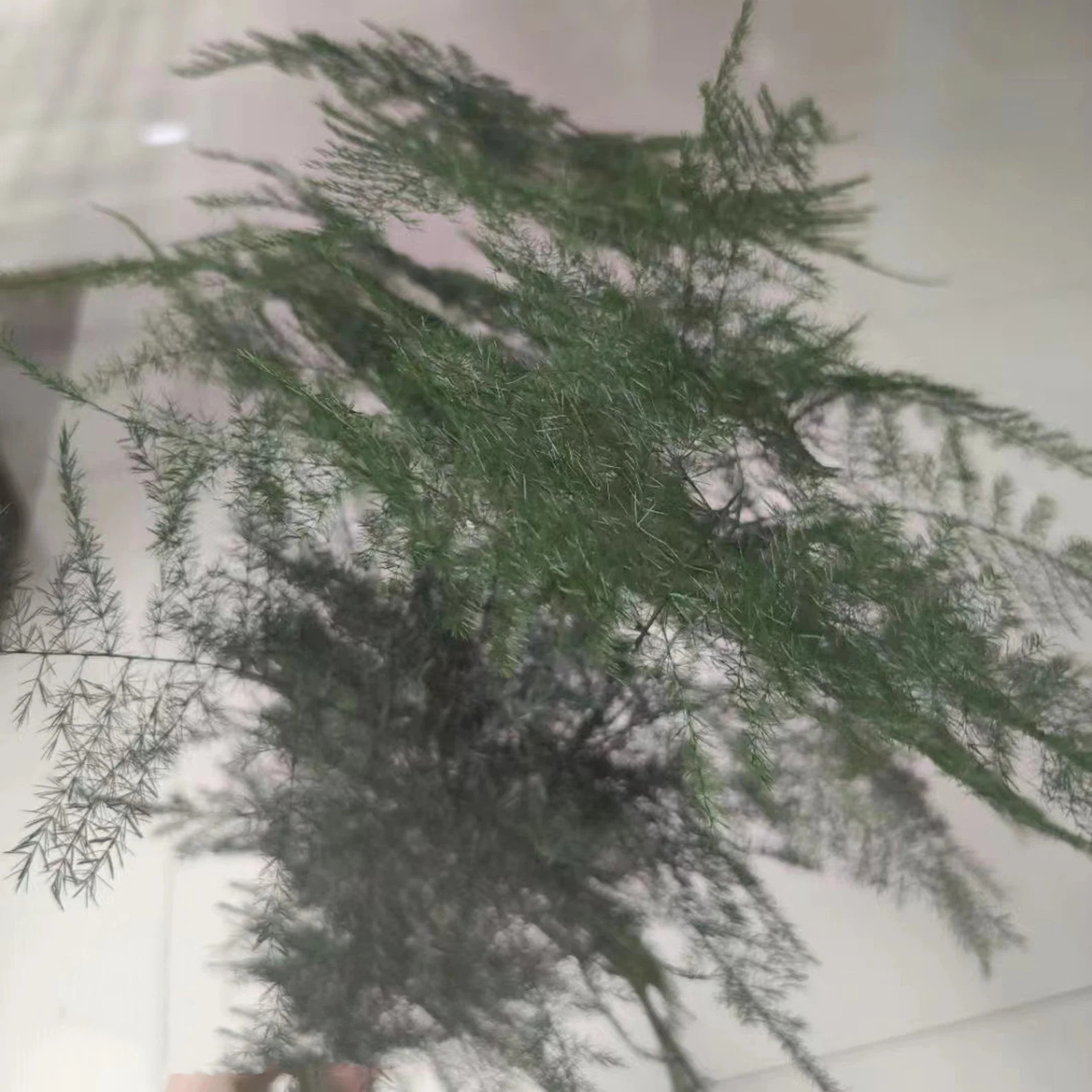 Preserved Plumosa Fern Greenery - Green Ferns - Preserved Ferns - Preserved Greenery | Etsy (US)