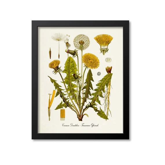 Dandelion Botanical Print Dandelion Botanical Art Print | Etsy | Etsy (US)