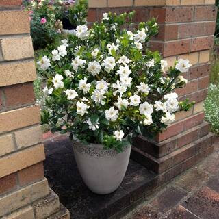 national PLANT NETWORK 2.5 qt. Gardenia Buttons Flowering Shrub with White Flowers HD1101 - The H... | The Home Depot