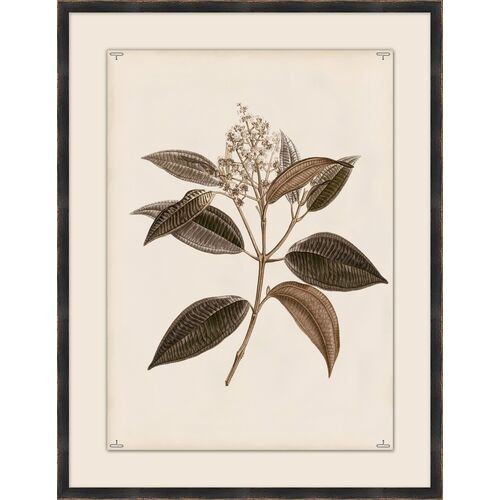 Botanical Study III | One Kings Lane