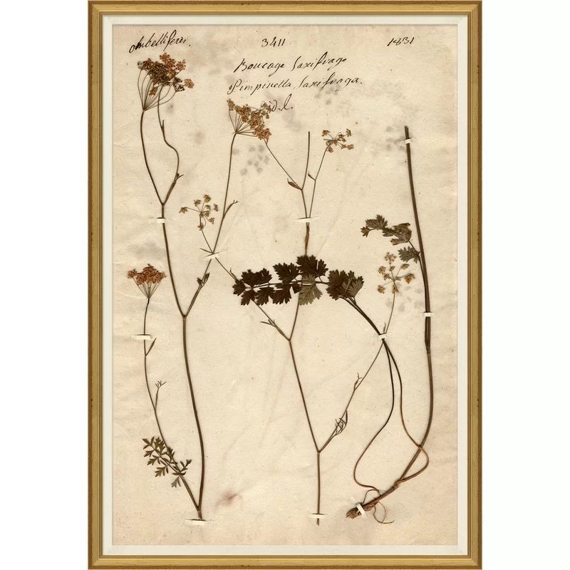 'Herbarium 1' Picture Frame Painting | Wayfair North America