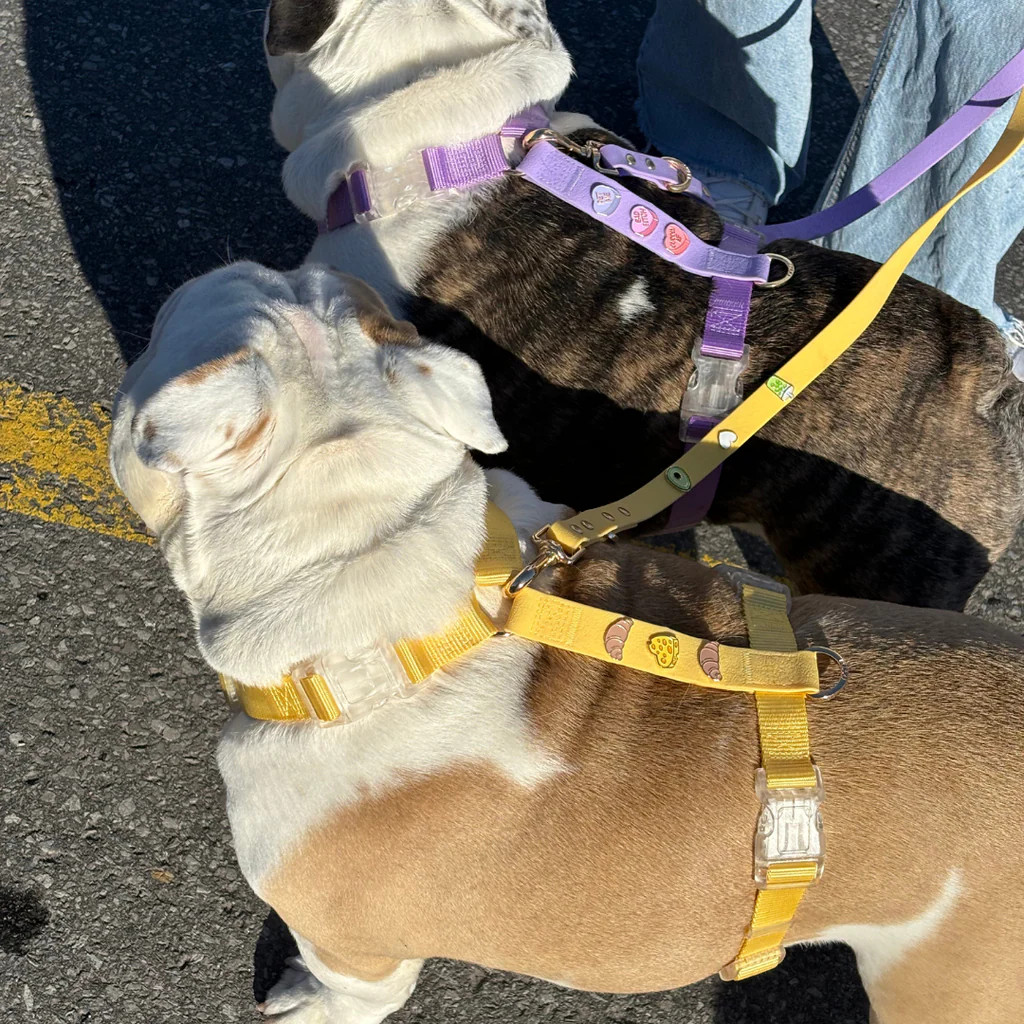 Harness | Furei Pets