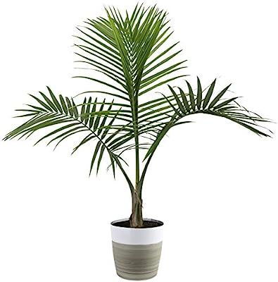 Costa Farms Majesty Palm Tree, Live Indoor Plant, 3 to 4-Feet Tall, Ships with Décor Planter, Fr... | Amazon (US)
