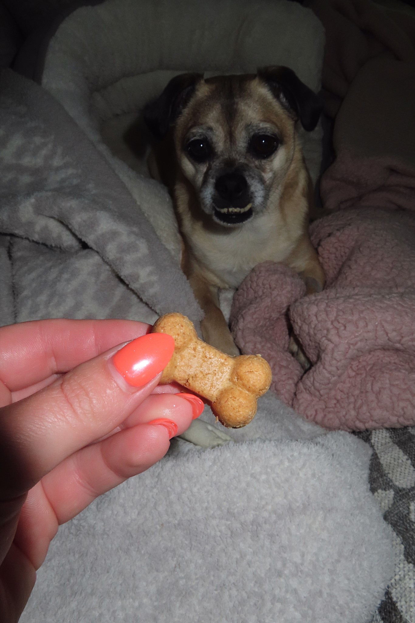 Healthy & easy dog treats! Full recipe on IG @tay_gut 🦴🐾

#LTKPets