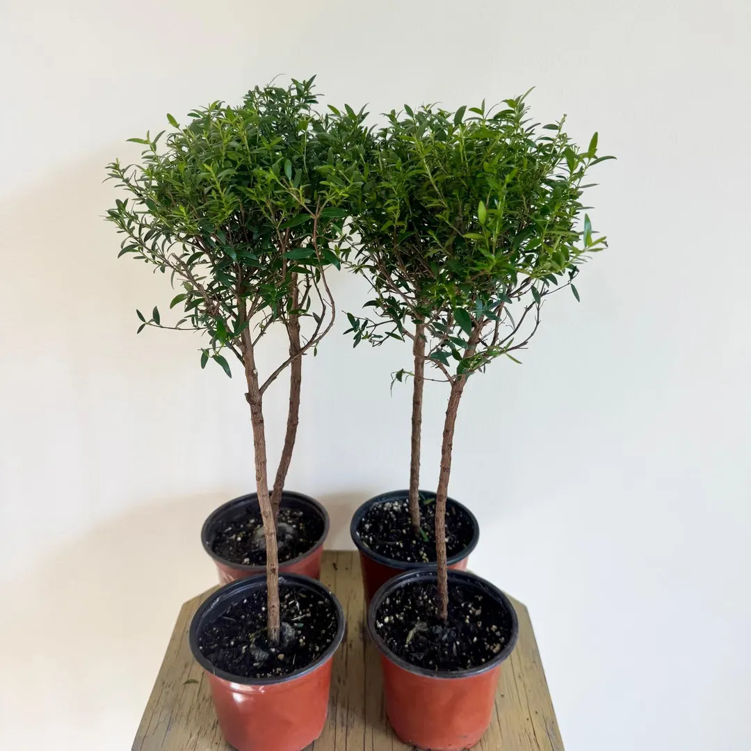 FOSTER 4 Plants LIVE 4 Inch Pot Myrtle Topiary, Myrtus Bonsai Tree, Plant Lover Gift, Housewarmin... | Etsy (US)