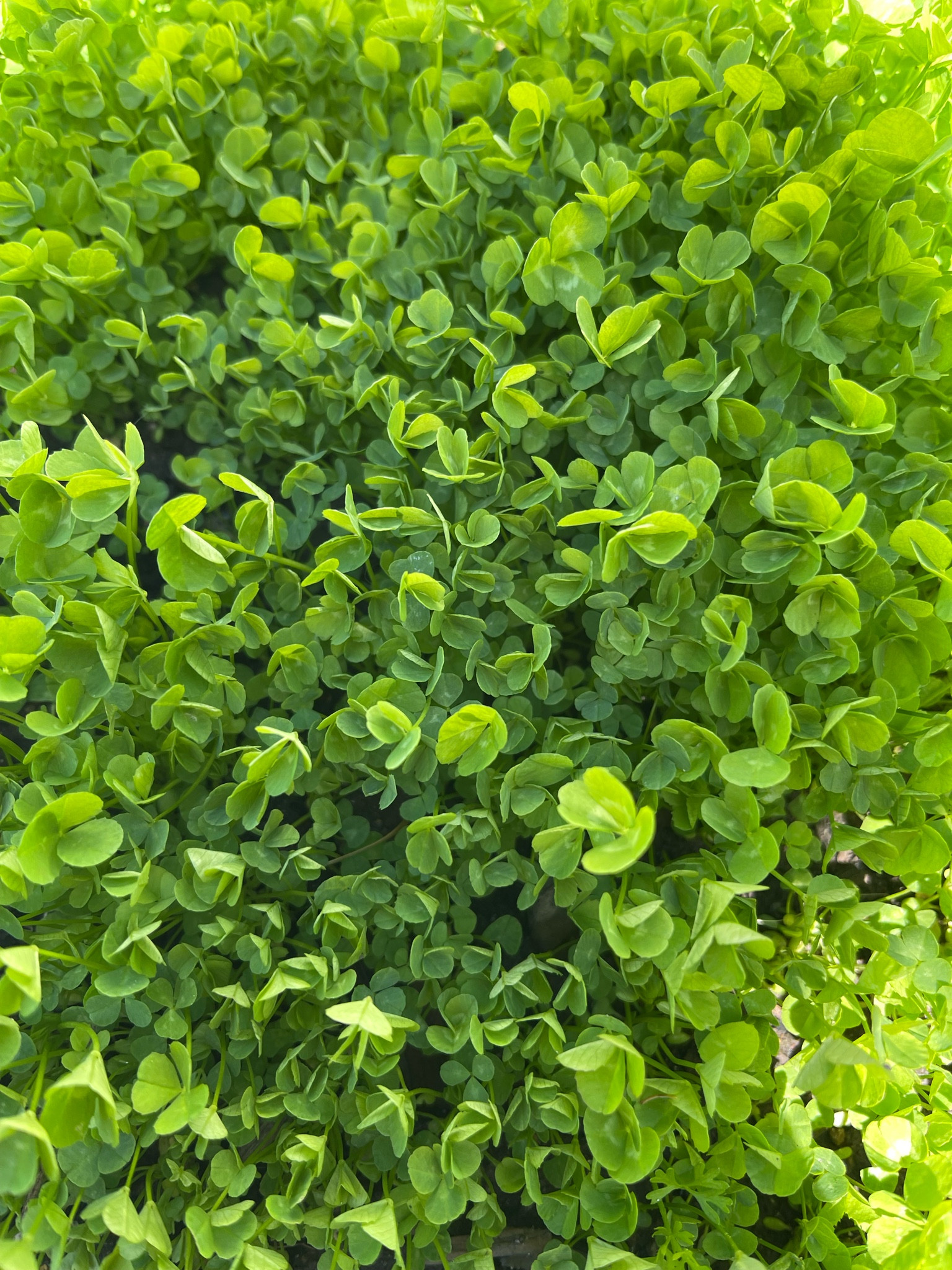 Low maintenance clover grass 

#LTKhome #LTKFind #LTKstyletip