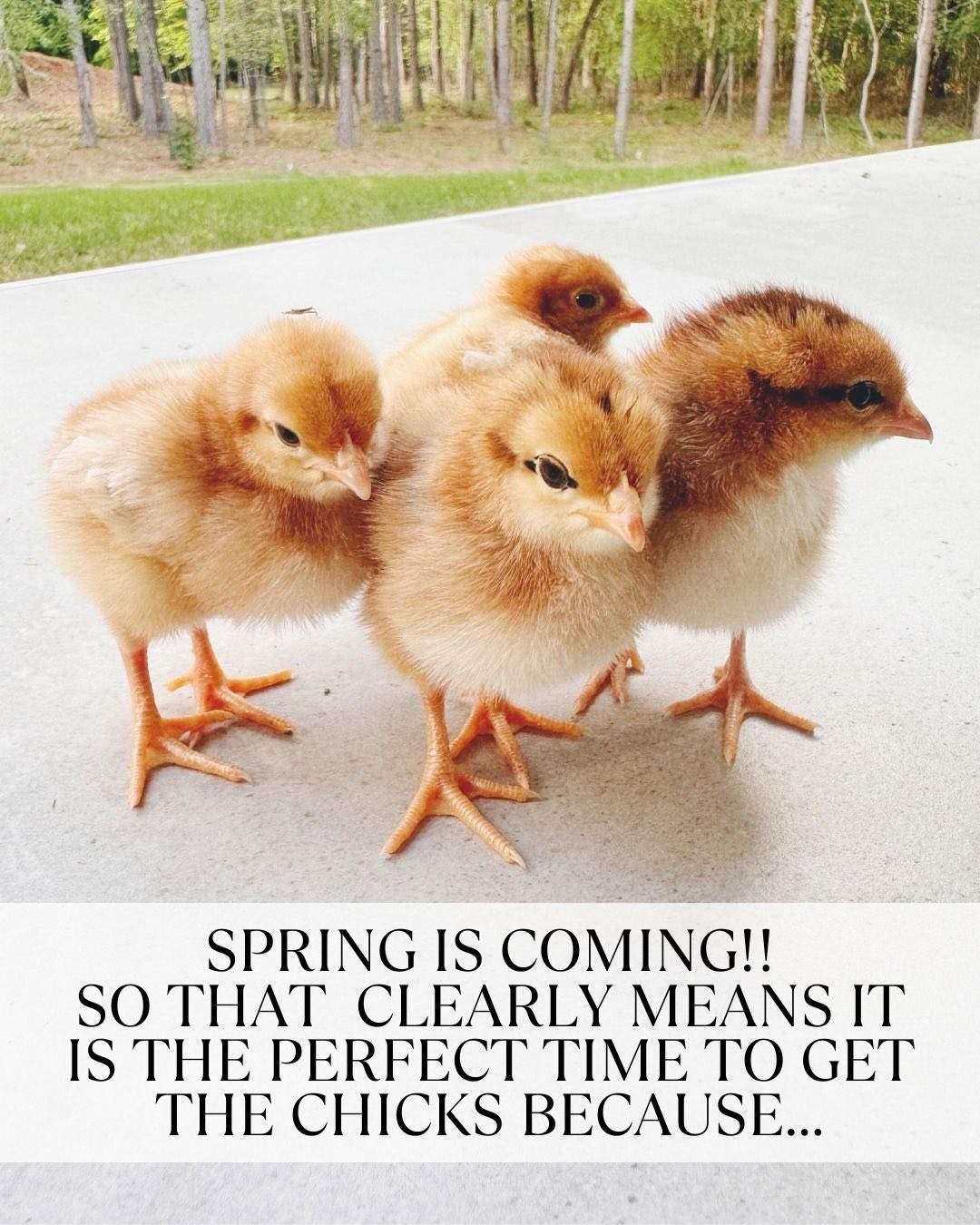 Spring logic:  Buy the chicks first…

…Build the coop later. 🐣😂Good news is that gives my husband about 4 months to figure it out. 
Comment CHICKS and I’ll send you a link to my amazing “resort” chicken coop that our girls love ✨https://liketk.it/5Xz9L 

Do you need help bringing our Modern Classic design style into your own home? Comment HELP & I will DM you a code for exclusive savings off our Online Interior Design packages 🏡 —> www.PorcheandCo.com/edesign