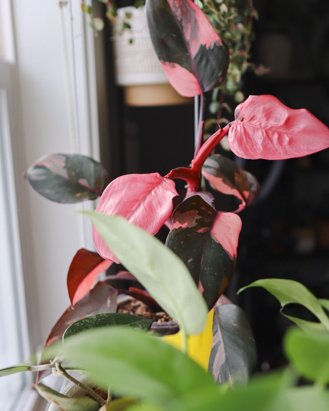 It finally happened. The dreaded (or not??) all pink leaves. 

When the leaves are all pink, they lack the chlorophyll needed for photosynthesis and will essentially starve itself —whomp whomp. 

The last leaf actually has a tiny speck of green on it but if the next leaf comes out all pink I am going to chop and prop and see what happens. (They are sooooo pretty though). There is already another new leaf ready to pop so I will update soon! 

✨Do you think I should chop and prop? Or should I leave it? Let me know ⬇️⬇️ 

#PinkPrincess #Philodendron #ChopAndProp #PinkPrincessPhilodendron #PlantCare #PlantTips 

It’s me, hi. I’m Jade! If you love your pets, plants, pottery, or thrifting, you’re in the right place. Follow along and join the journey!