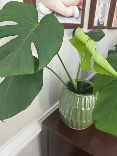 Walmart has the best posts! 

Plants
Pot
Ceramic
Home 

#LTKSpringSale #LTKSeasonal #LTKhome