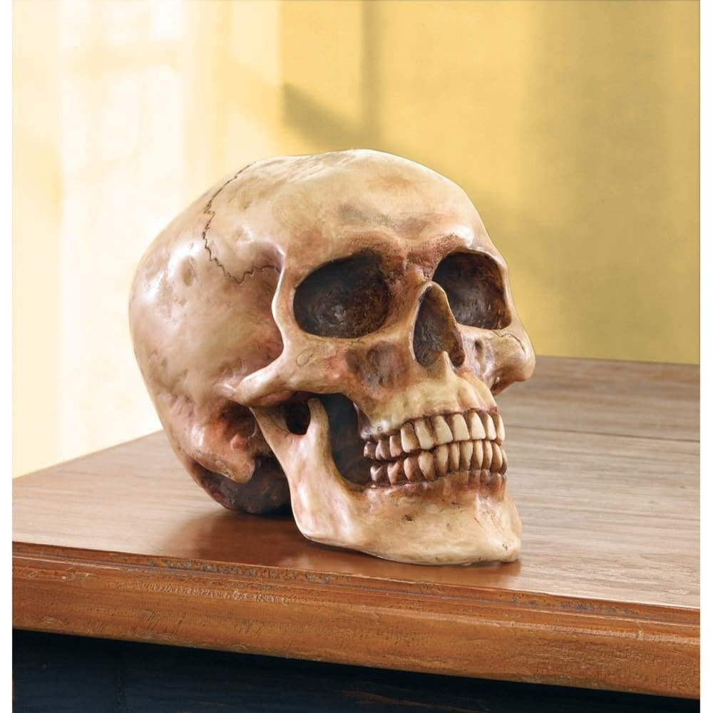 Grinning Highly Realistic Replica Human Skull Statue Home Décor | Pier 1 Online
