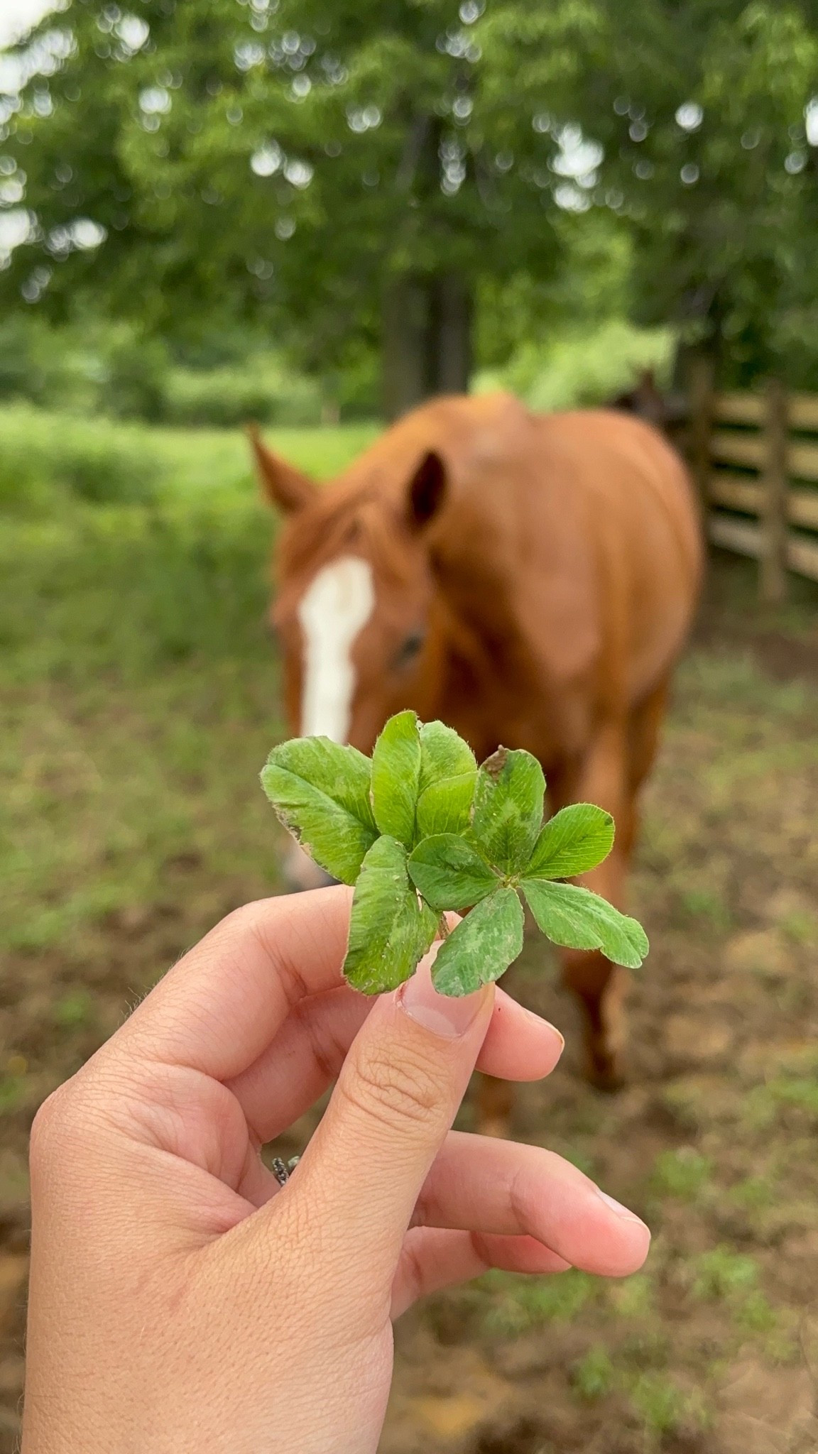 4 and 5 leaf clover! Always so cool to find! Gods creation is amazing!

#LTKmomlife #LTKmorningroutine #LTKdayinmylife