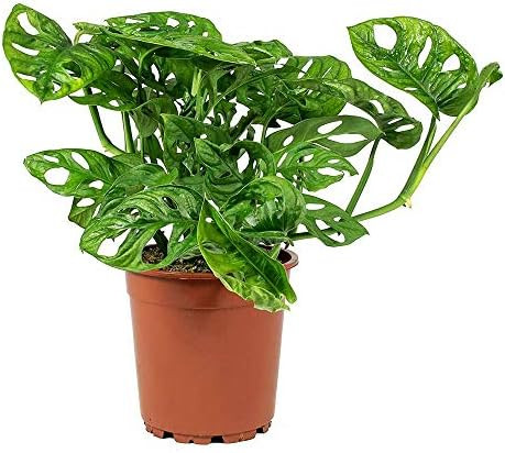 American Plant Exchange Monstera Adansonii Swiss Cheese Live Plant, 4" Pot, Green | Amazon (US)