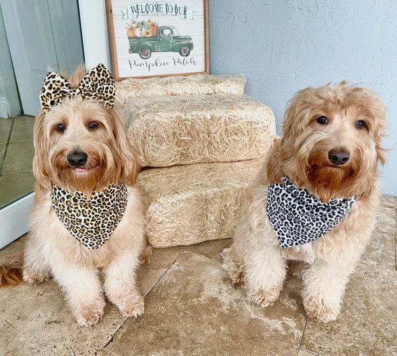 Read the full title
    Cheetah dog Bandana, gray cheetah dog Bandana, dog Bandana, cheetah print... | Etsy (US)