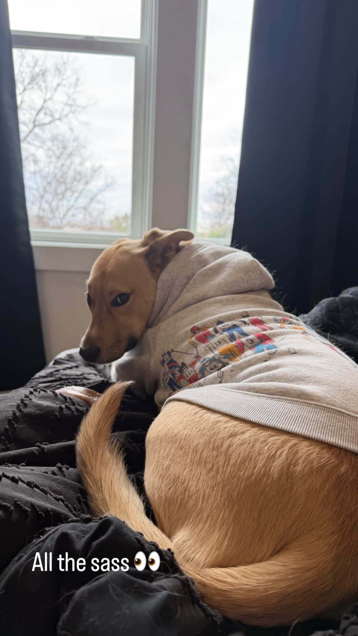 Navi, CEO of comfort, refusing to get out of bed unless the vibe is exactly right.
Oversized Abercrombie hoodie, zero thoughts, maximum attitude.
Soft comforter she’s claimed as her own, mattress she naps like a pro on, and curtains doing the most for her beauty sleep.

If your bed doesn’t make you want to cancel plans with this much confidence… consider this your sign. 🐾🛏️

#LTKdayinmylife #LTKvlog #LTKstorytime