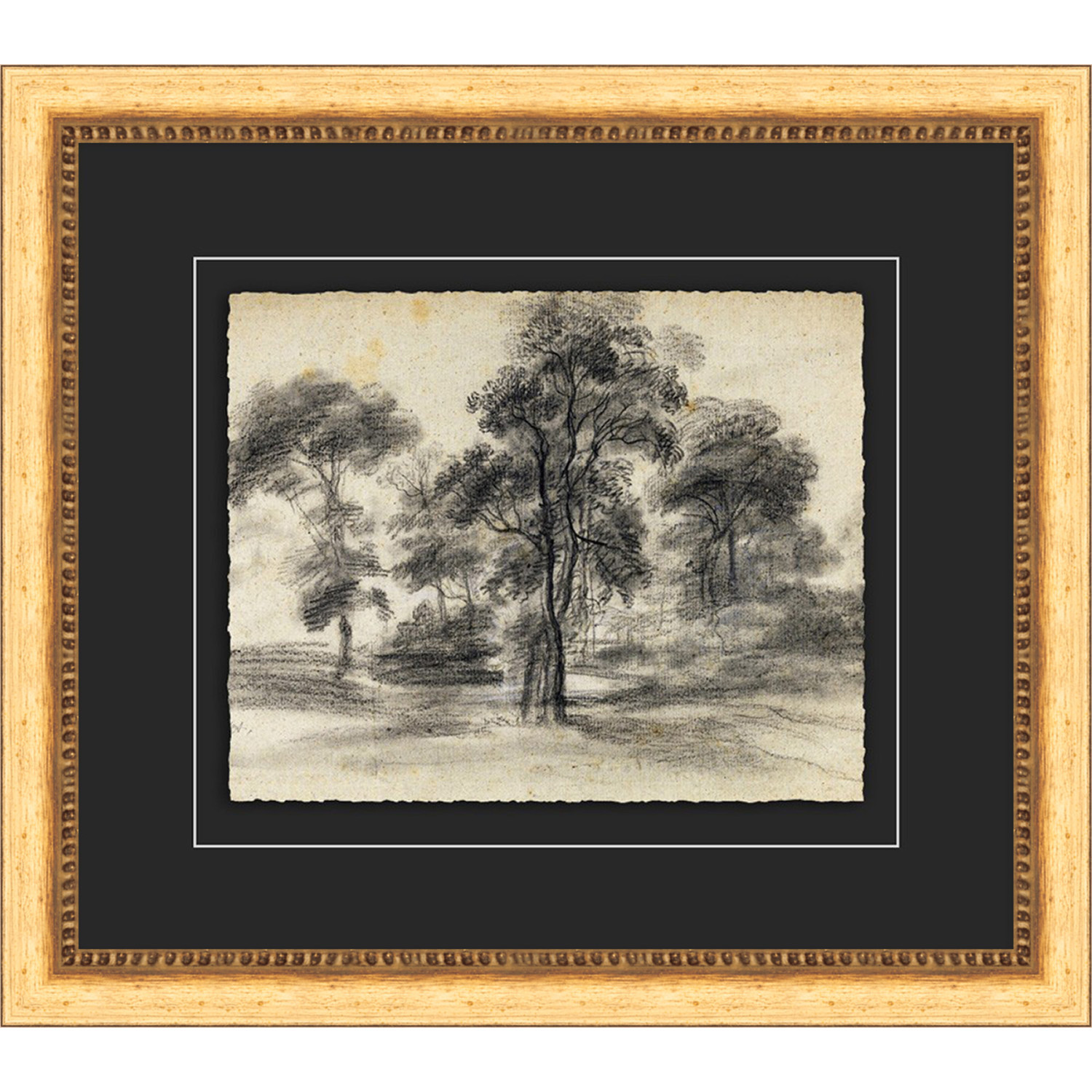 Tree Sketch | Magnolia