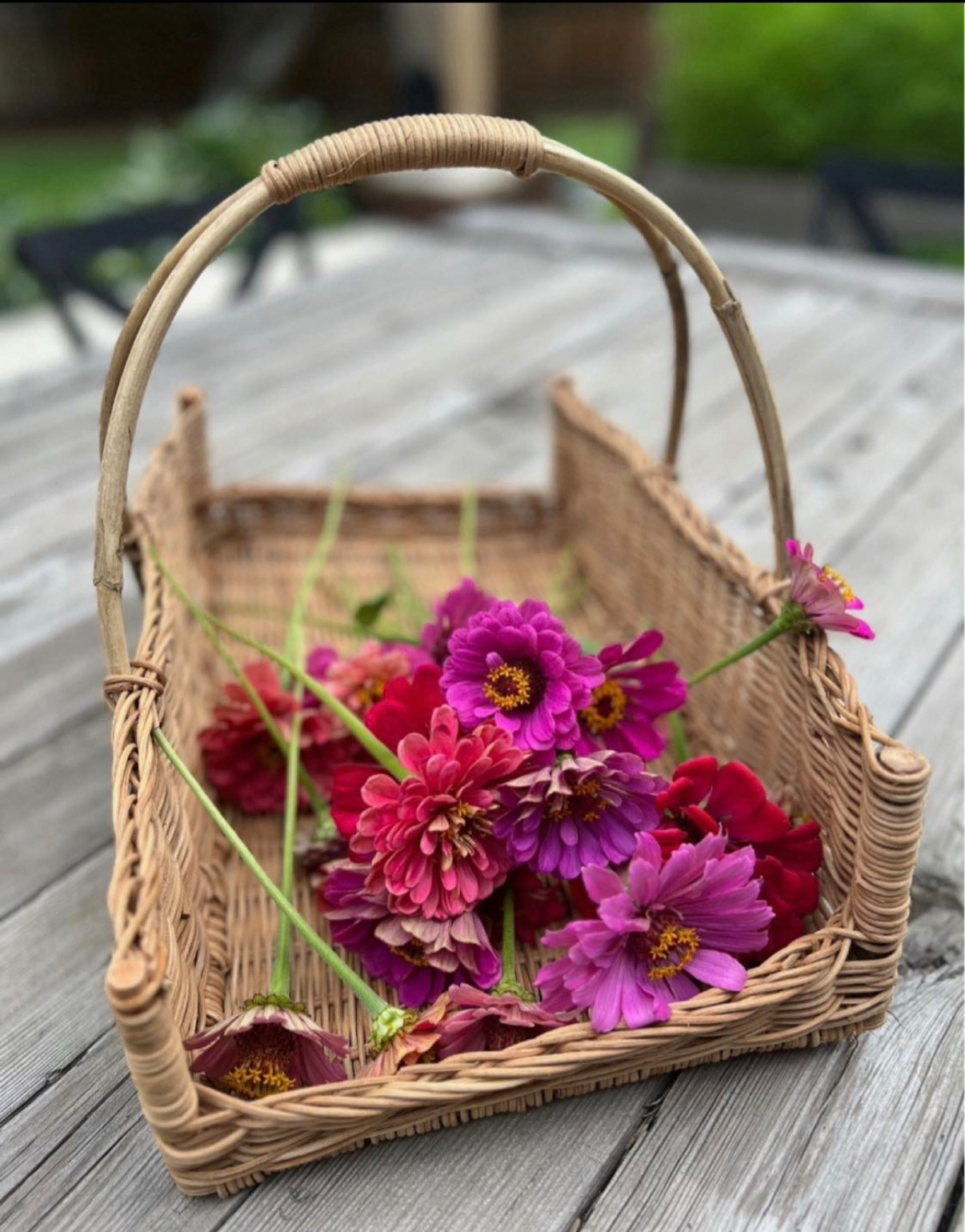 This basket from Creative Co-Op is my go to for harvesting zinnias! It’s the perfect size for gathering blooms and feels sturdy without being bulky. I also love that it looks just as good holding flowers inside or sitting out as decor when I’m not in the garden. One of those pieces that’s both useful and pretty 🌸

#LTKSeasonal #LTKHome #LTKFindsUnder100