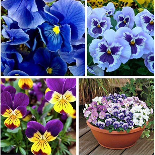 100+ Mixed Viola Pansy Mars Helen Seeds Blue Flower Perennial Garden - Walmart.com | Walmart (US)