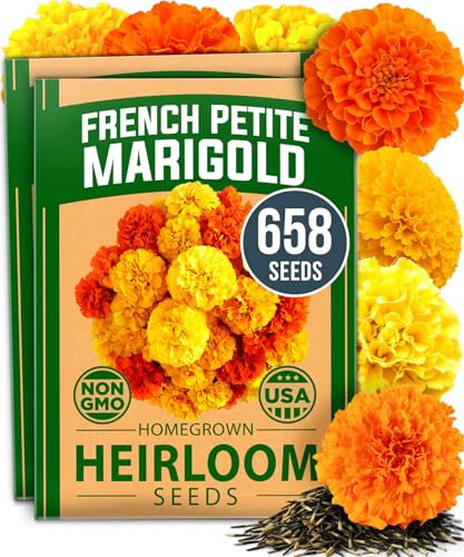 HOME GROWN Petite French Marigold Seeds 658 Flower Seeds for Planting Outdoor Easy to Grow Companion Plant & Quick Blooming Pollinator Heirloom Wildflower Seeds (Tagetes patula) | Amazon (US)