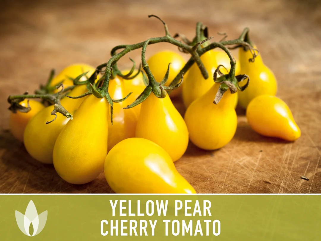 Yellow Pear Cherry Tomato Heirloom Seeds - Pear Tomato, Indeterminate, Open Pollinated, Non-Gmo | Etsy (US)