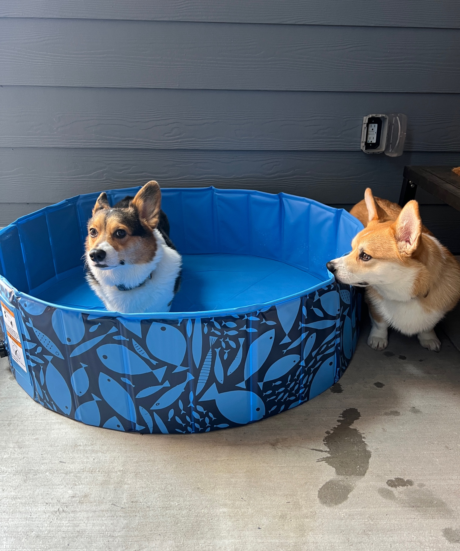 The pawfect dog pool for summer ☀️ we love this Sun Squad pool from Target! We use it as a ball pit during the cooler months! 

#LTKHome #LTKSeasonal #LTKSummerSales