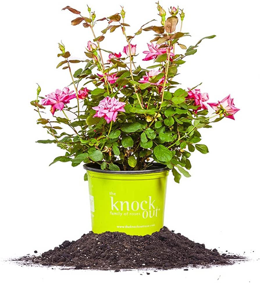 Perfect Plants Double Knock Out Rose Live Plant, 1 Gallon, Green and Pink | Amazon (US)